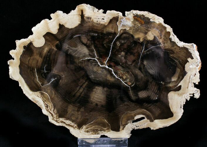 Petrified Ash Wood Slab - McDermitt, Oregon #22442
